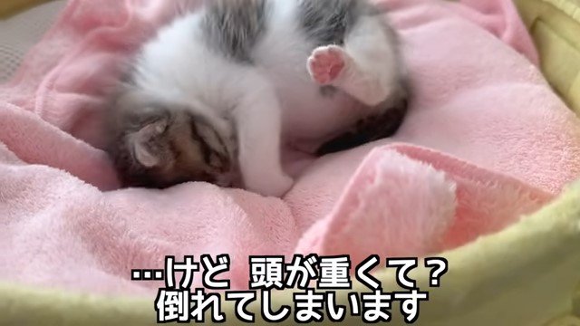 倒れる子猫