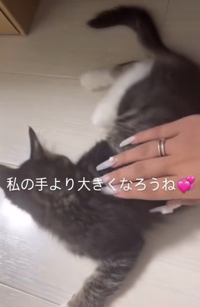 子猫の背中と飼い主の手