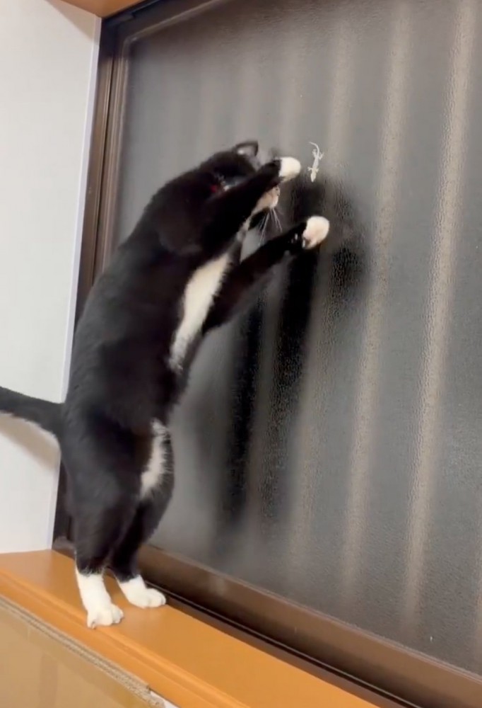 少し体勢を変えて見つめる猫
