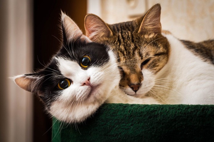 一緒にくつろぐ2匹の猫