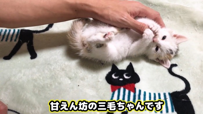 指を掴む三毛猫の子猫