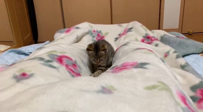 触る猫