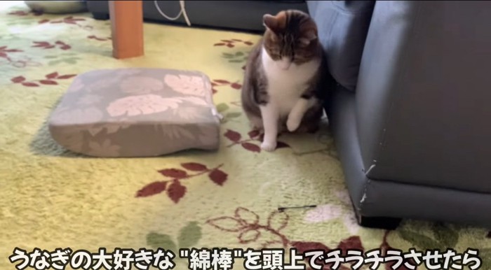 座っている猫