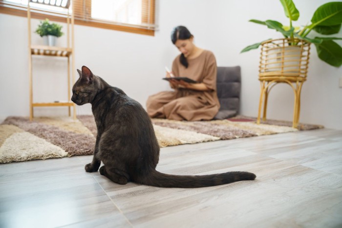 女性と距離を持っている猫