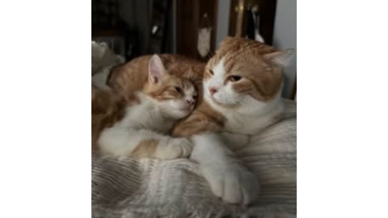 寝ている猫たち