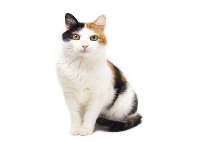 座ってこちらを見る三毛猫