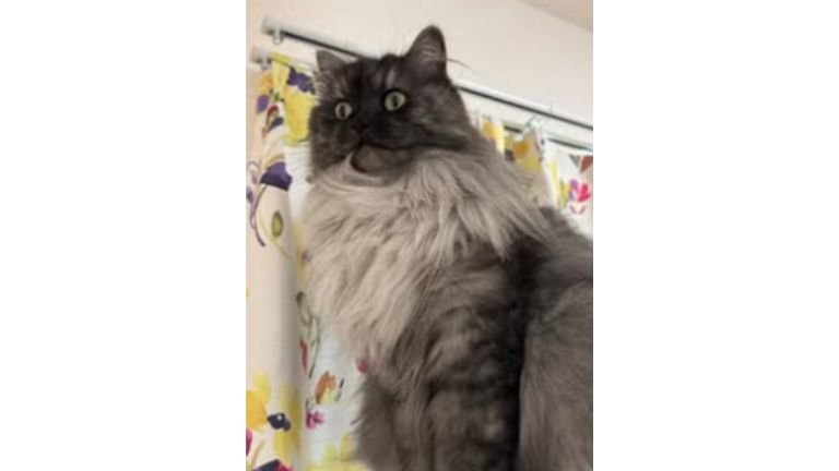 毛繕いしている猫