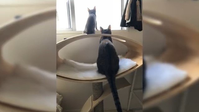 窓の外を見る2匹の猫