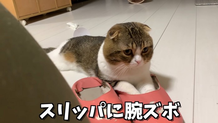 スリッパに足を入れる猫