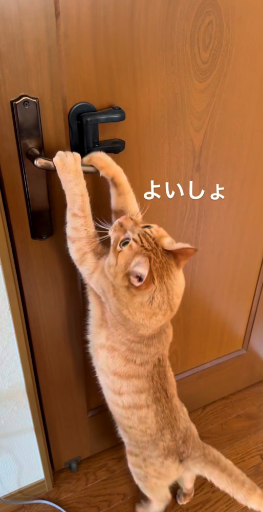 茶トラ
