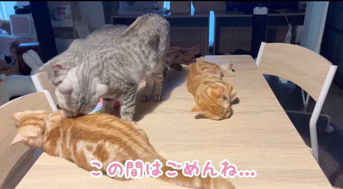 毛繕いする猫