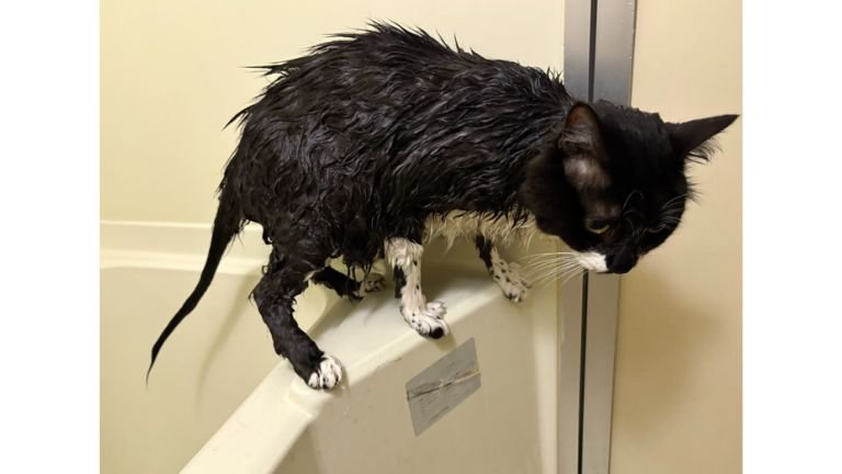お風呂にいる猫