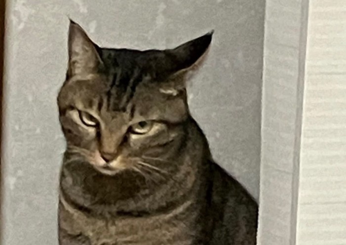睨みつける猫の顔