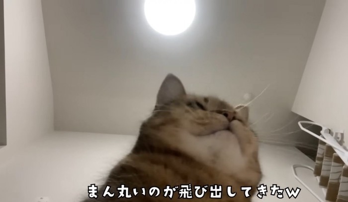 下から見た猫