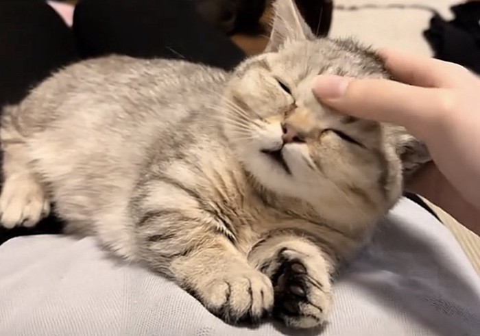 撫でられている猫の写真1