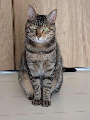 正座するたまちゃん