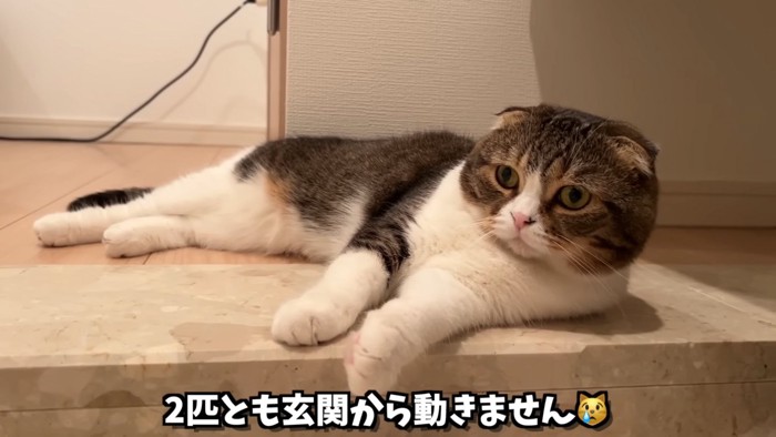 寝そべる猫