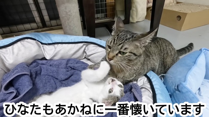 キジトラ猫と子猫