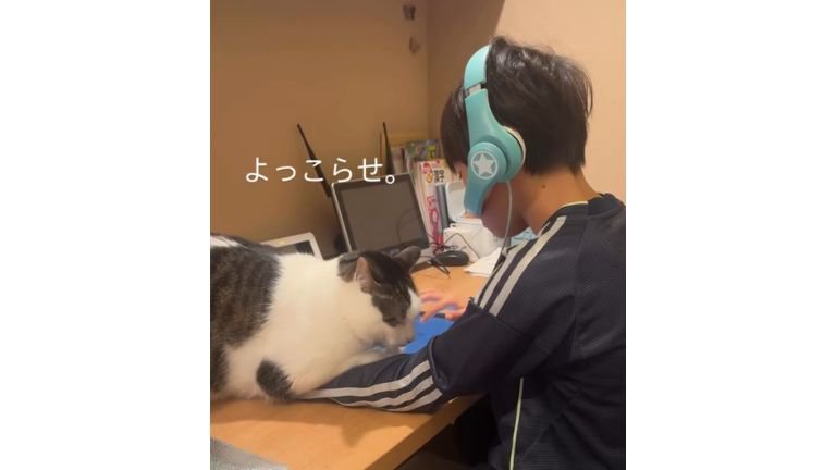 男の子と猫