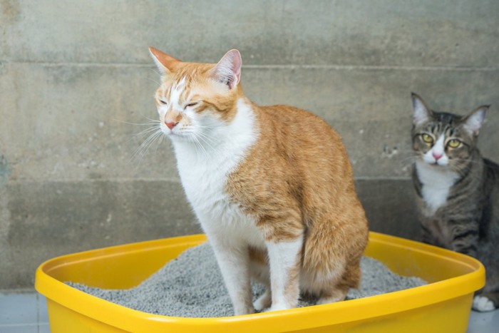 トイレに入っている猫と見ている猫