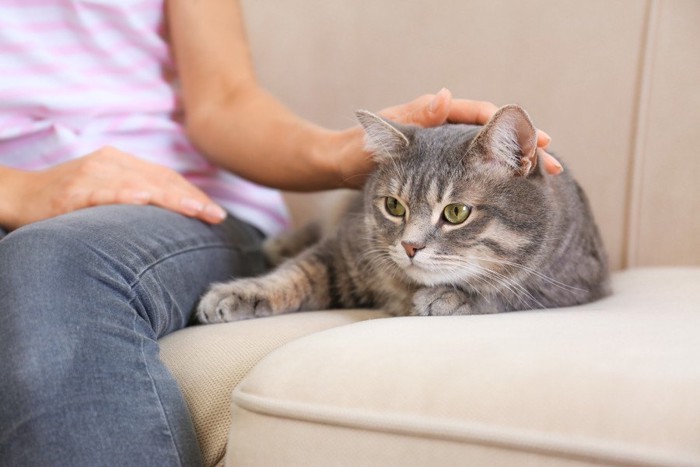 女性の隣に座る猫