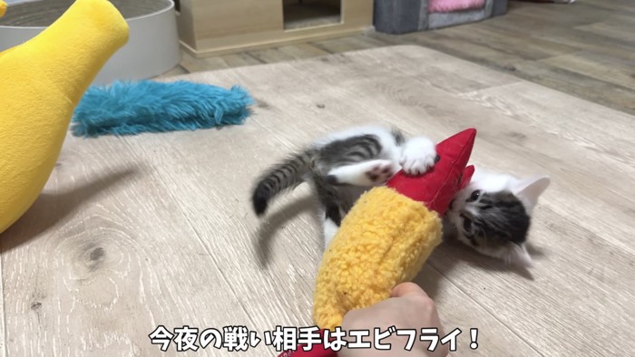 エビと戦っている写真