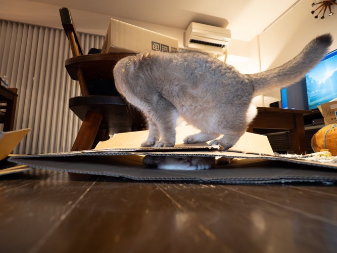 猫を踏んでいる猫