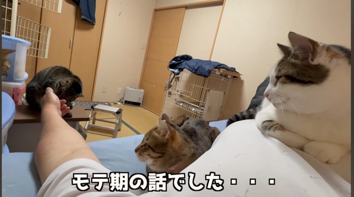 3匹の猫