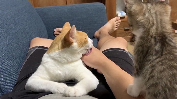 飼い主の手を舐める猫と見つめる子猫