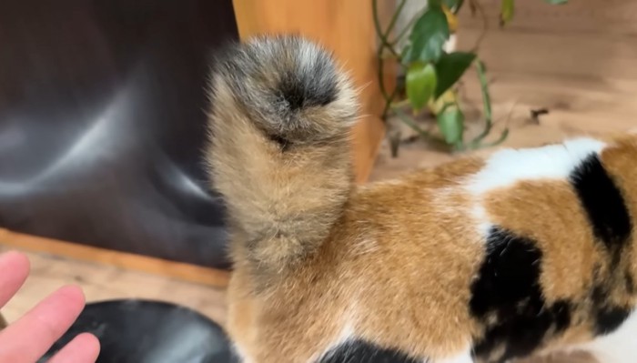 膨らんだ尻尾