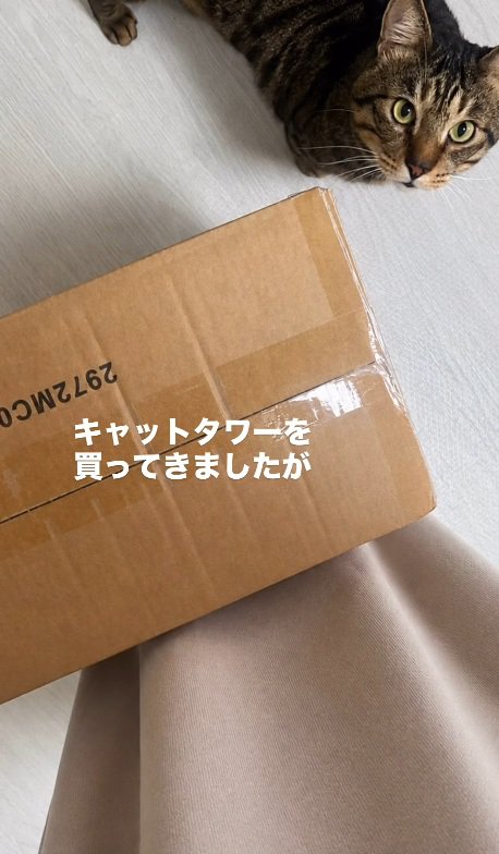 段ボール箱とキジトラ猫