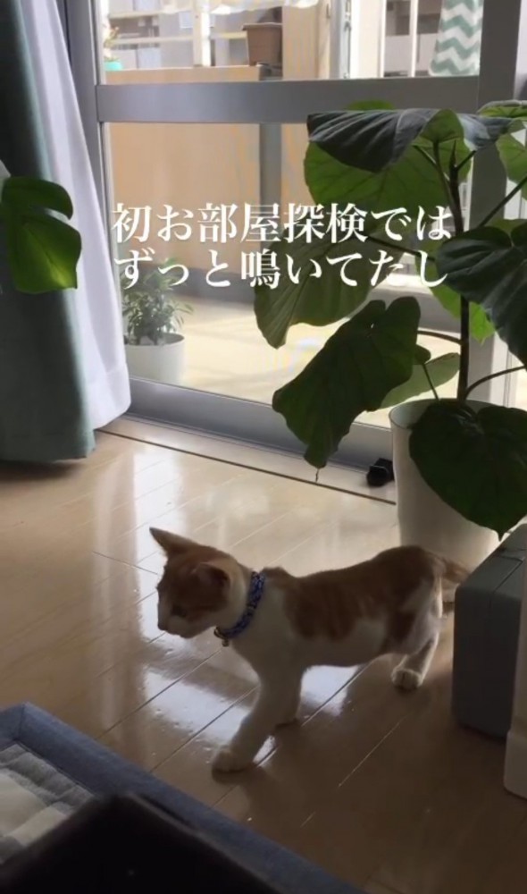 室内を歩いている子猫