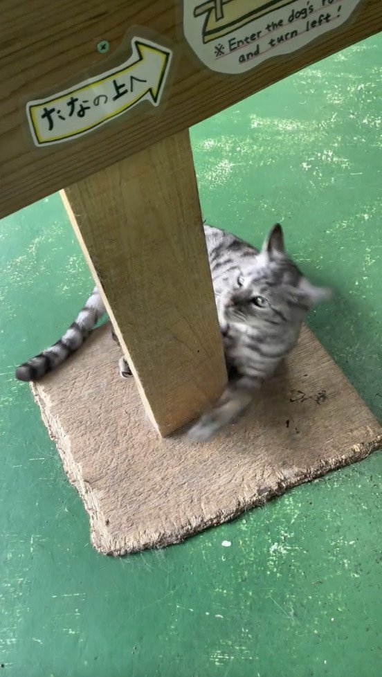 棒を抱き抱えようとする猫