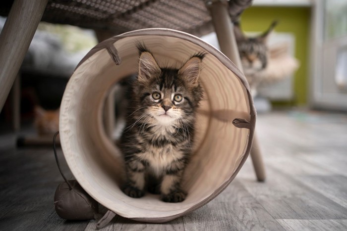 トンネルの中の子猫