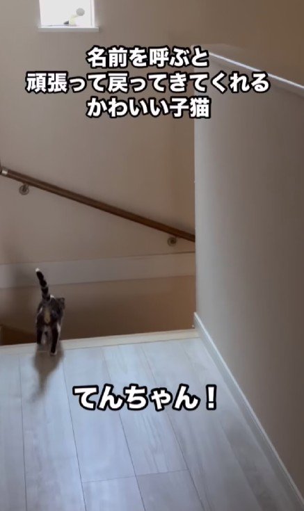 階段を下りる子猫