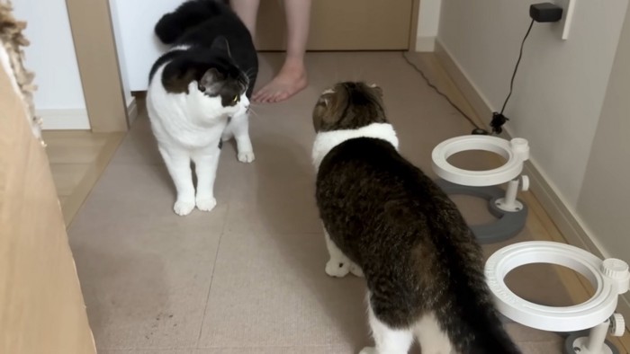 動く猫