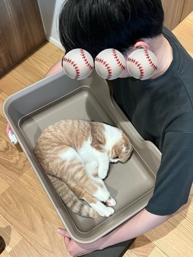 猫用トイレの中で丸くなる猫
