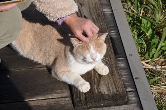 撫でられる野良猫