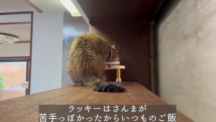 ごはんを食べる猫の後ろ姿