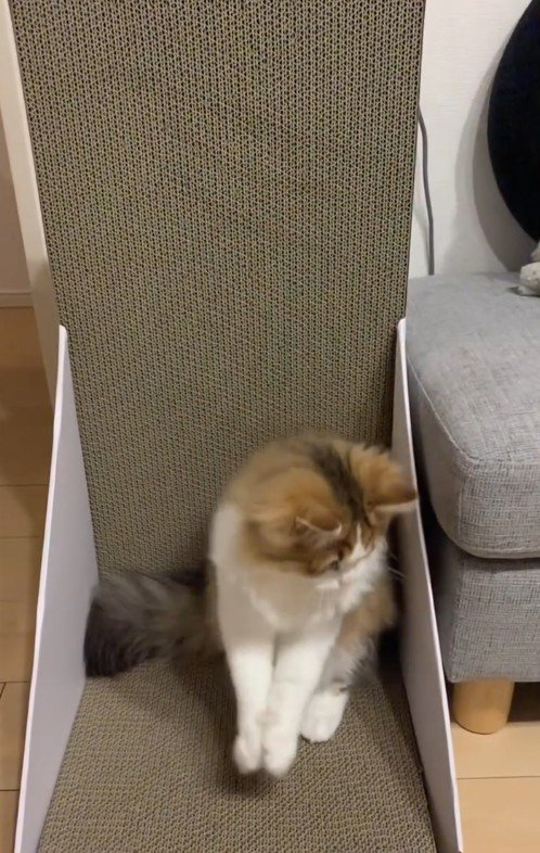 うつむいている定春くん