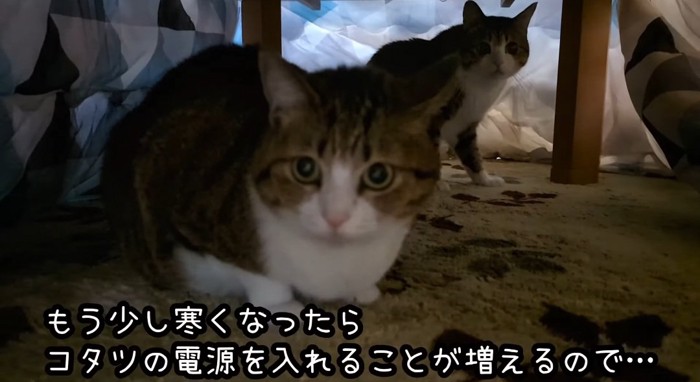 コタツの中の猫