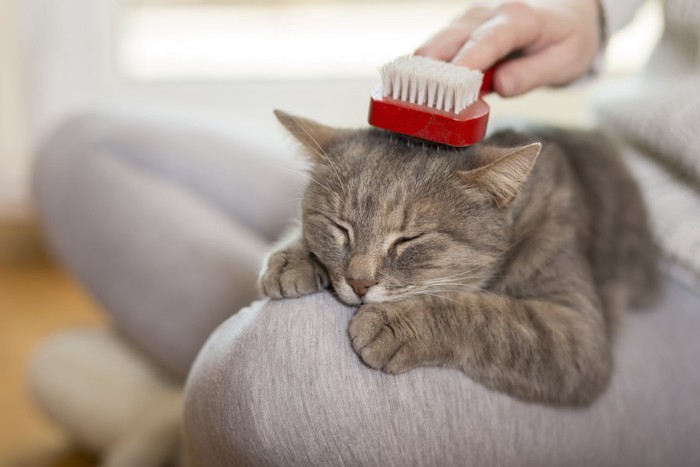 飼い主の膝の上でブラッシングされている猫