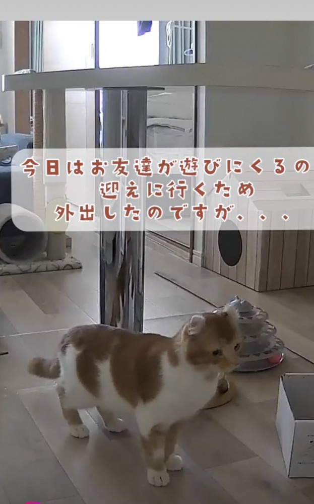 飼い主を探す猫