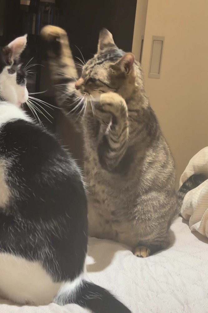 両手で襲いかかる猫