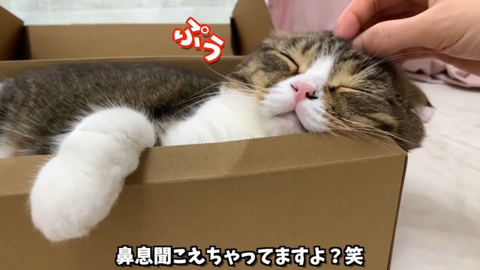 頭をなでられる猫