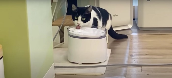 水を飲む猫