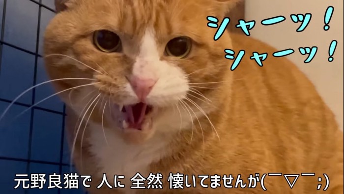 威嚇する猫