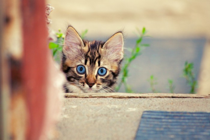 覗いてくる子猫