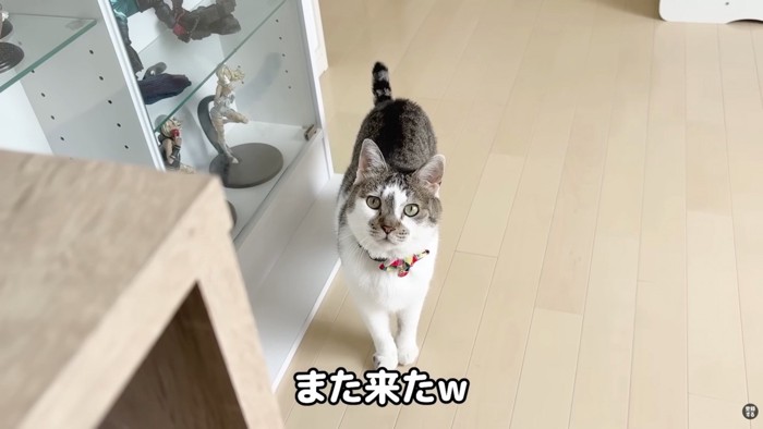再び来たささみくん