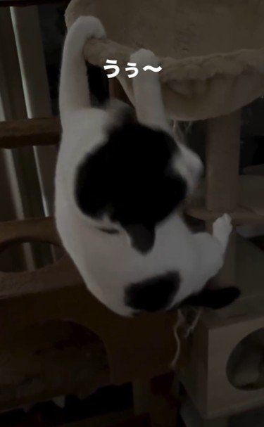 ハンモックに掴まっている猫